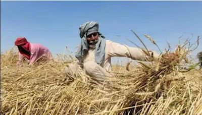 India reaps record wheat yield despite drop in area