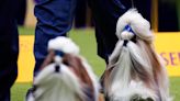 At Westminster dog show, a display of dogs and devotion