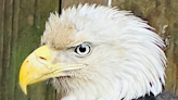 Rescued bald eagle unable to fly, seeks permanent home | Chattanooga Times Free Press