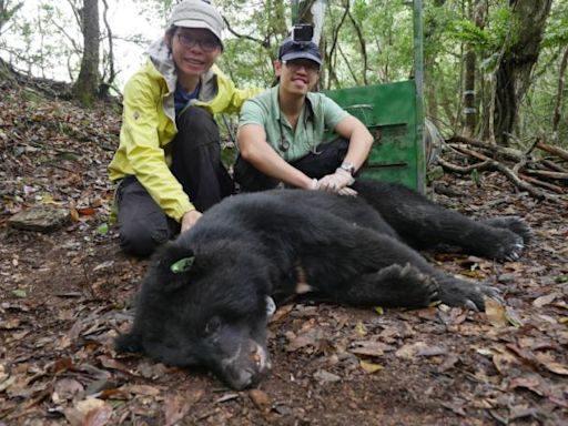 繫放台灣黑熊「刀疤斯」遭槍擊死亡 玉管處：不排除是夜間盜獵