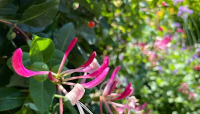 Not all honeysuckle plants are invasive