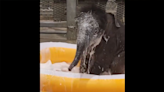 Baby elephant twins enjoy first bubble bath