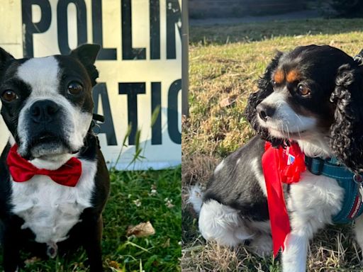 Dogs rock bows and rosettes at polling stations on election day