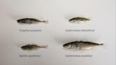 Stickleback