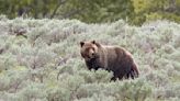 Montana explains why it killed Yellowstone-area grizzly bear