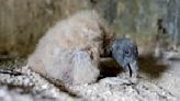 Endangered bird hatches at National Aviary