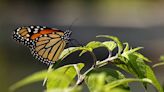 How to help monarch butterflies thrive in Central Texas