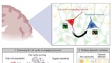 Brain neurons re-entering the cell cycle age quickly and shift to senescence, particularly in neurodegenerative disease