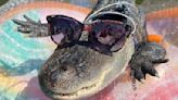 Wally, The Viral Emotional Support Alligator, Has Gone Missing