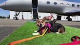 Will this new airline at Sky Harbor let you fly with your dog? Yes, but it's not for everyone.