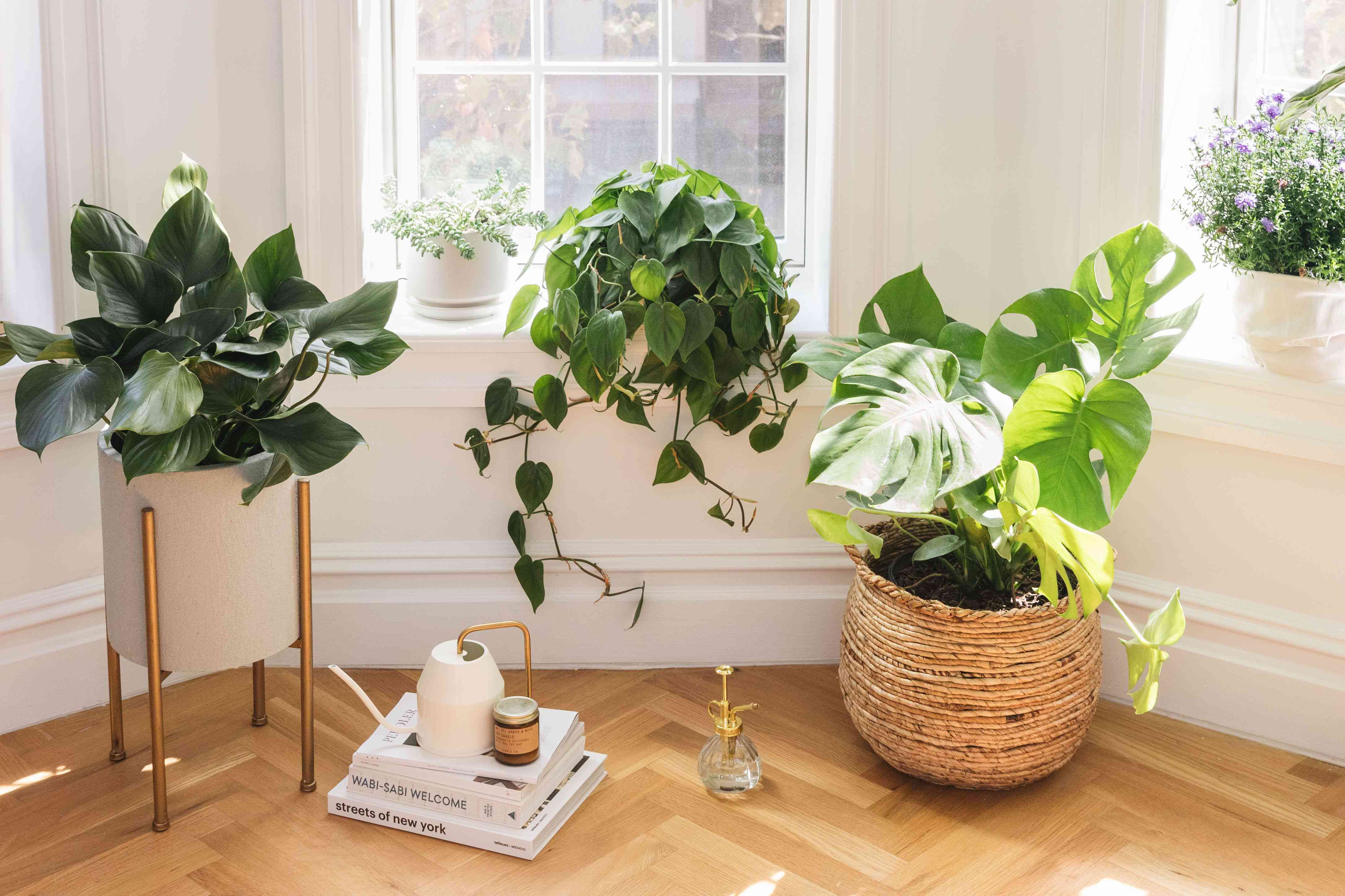 We Found the Perfect Houseplant for You Based on Your Zodiac Sign