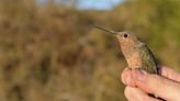 Descubren la especie de colibrí más grande del mundo