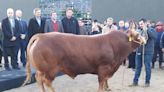 Nicanor, un toro de una raza francesa, fue el primer animal en llegar a la Exposición Rural de Palermo