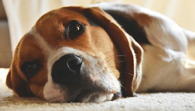 Crueldad sin límites: Empresa estadounidense con multa millonaria por maltrato a perros