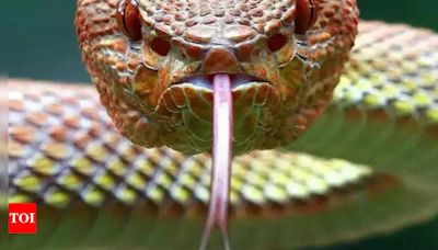 10 deadliest snakes in the world: Discover the most venomous serpents | World News - Times of India