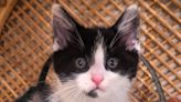 Pet of the Week: Moo is a sweetheart kitten