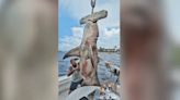 Groom-to-be catches huge hammerhead shark at bachelor party in Pompano Beach