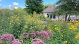 Applications for backyard habitat certification due July 31