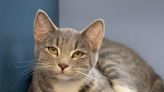 Driftless Humane Society Pets of the Week