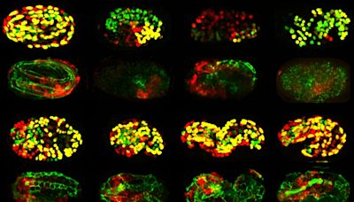 New 'atlas' provides unprecedented insights on how genes function in early embryo development