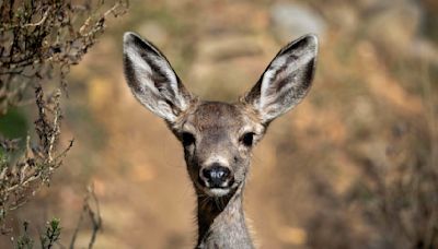 Catalina island deer-shooting plan is shelved, other solutions sought
