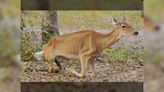 Case of chronic wasting disease in LaGrange County deer, first in Indiana