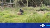 Blair Drummond zookeepers monitor primates' behaviour on 'Chimp Island'