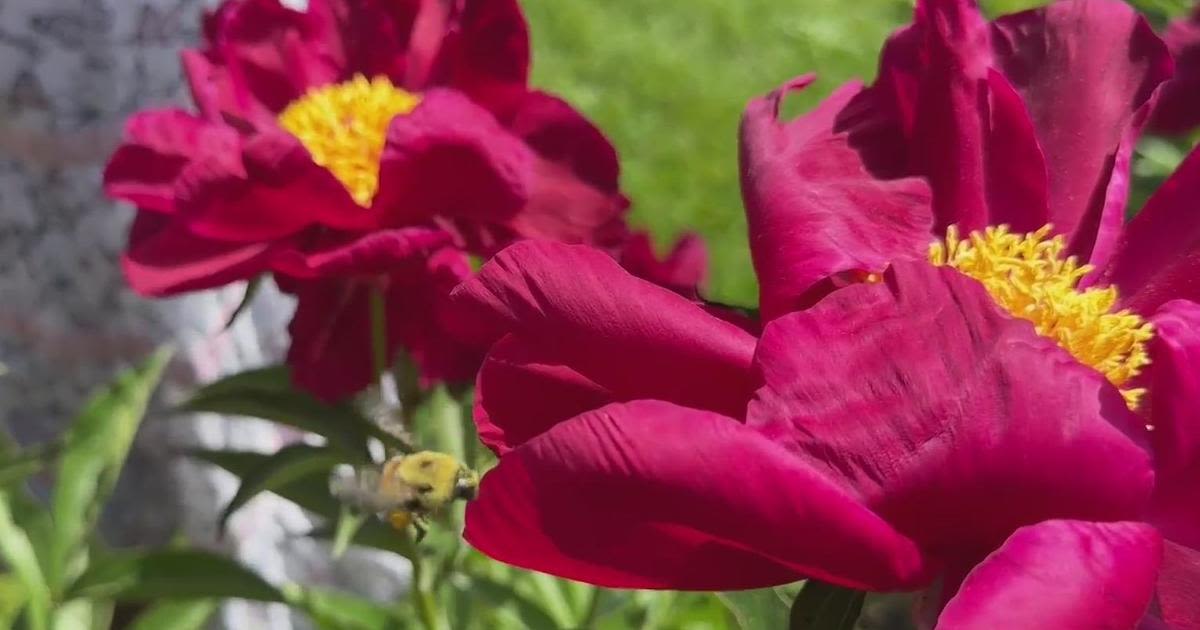Historic peony garden in bloom at University of Michigan's campus in Ann Arbor. How to plan your visit