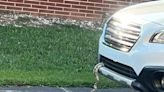 Look: Stowaway snake hitches a ride with North Carolina driver