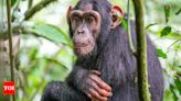 Chimpanzees may speak human words: Researchers reveal after reviewing old footage | - Times of India