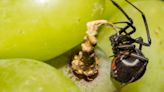 Ontario shopper finds black widow spider in their produce and it's not the first time