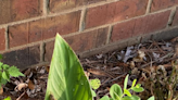 They're back! Brood XIX cicadas begin to emerge in Tennessee. Take a look