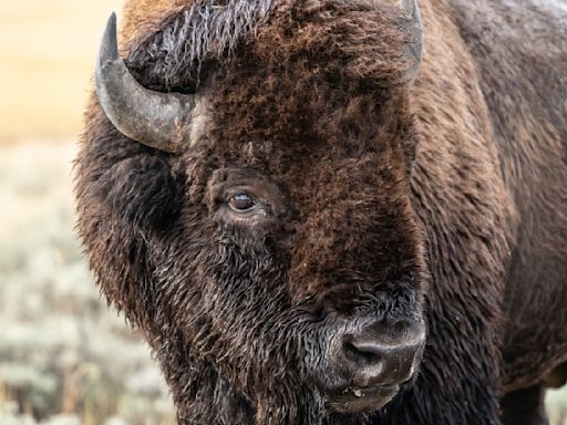 Parents risk kids' lives for photos with angry bison at Yellowstone National Park