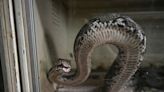 Snakes on a plate: Why python meat could be a protein alternative