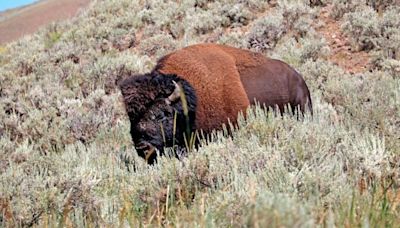 Bison gores 83-year-old woman in Yellowstone National Park