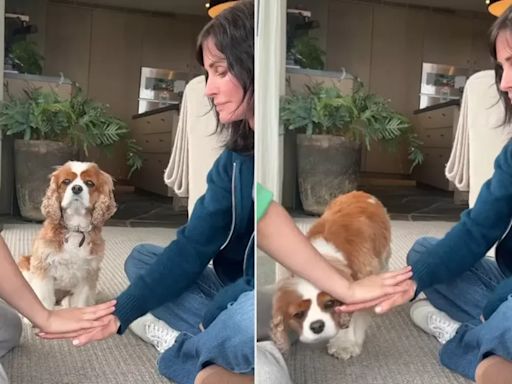 Courteney Cox’s Dog Adorably Fails While Trying Viral ‘Hands In’ Challenge