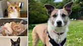 5 pets from RSPCA Brighton who are on the lookout for their forever homes