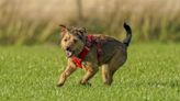 Tougher sentences for pet abduction move closer to becoming law