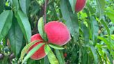 Ga. growers see best peach crop ever after big losses last year