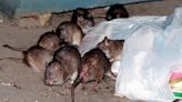 New York mayor Eric Adams announces first ‘urban rat summit’