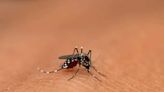 Rise in dengue cases due to more testing centres in city: MCD | Business Insider India