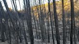 Continúa la alerta roja por riesgo de incendios forestales en gran parte de Aragón