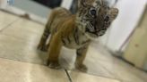 Entrega de cachorro de tigre de bengala a Profepa en Quintana Roo