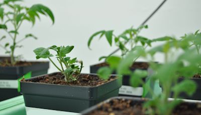 Researchers uncover 'parallel universe' in tomato genetics
