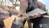 OKC Zoo elephants have a blast destroying holiday decor