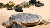 8 Children and 1 Adult Dead — and 78 Sickened — After Eating Sea Turtle Meat