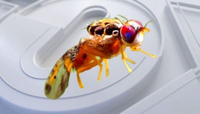 Fruit fly quarantine lifted after nearly 9 months in Santa Clara County