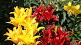 Want summer-blooming lilies? Follow these tips to plant and grow different types