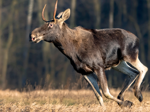 Biologist Captures Wild Video of Moose Fleeing From Grizzly Bear in Montana