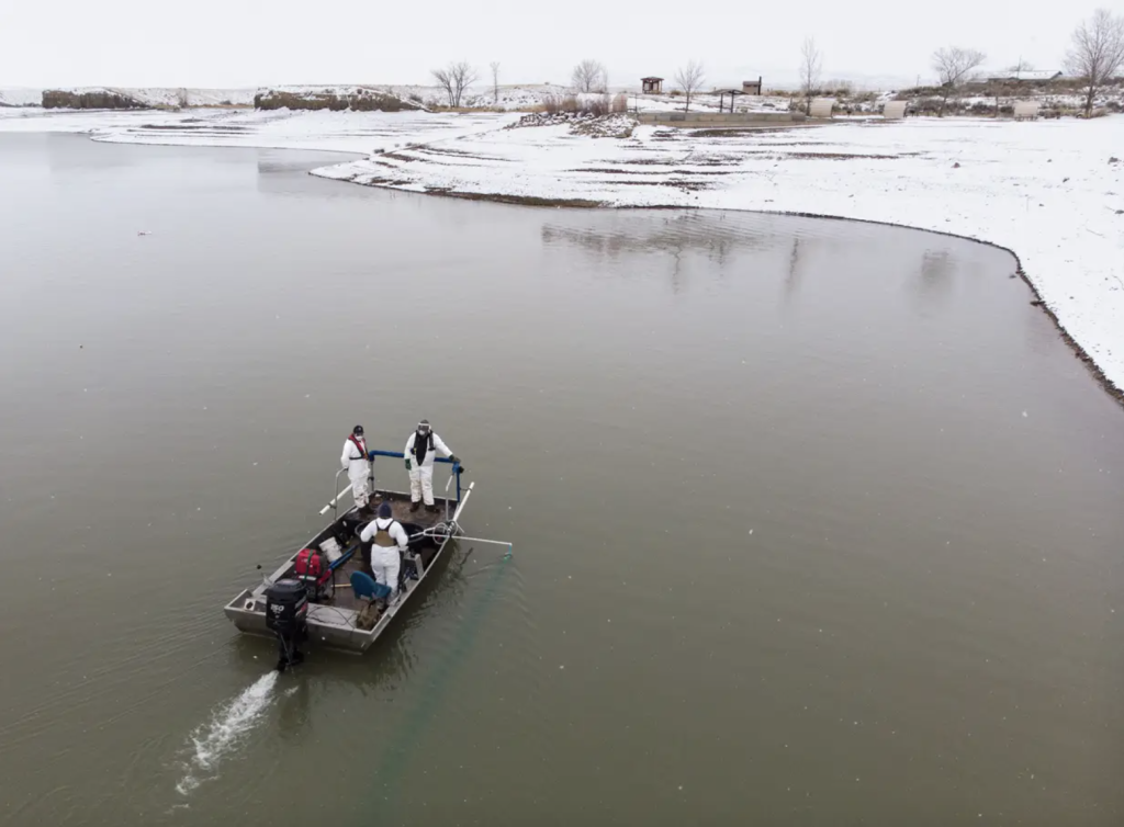 Invasive, fast-reproducing zebra mussels found in Colorado River near Grand Junction